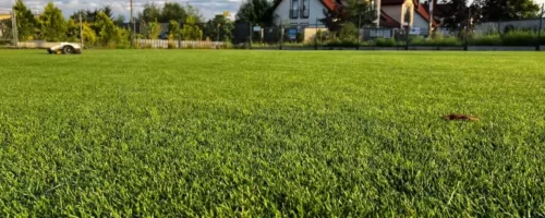 Jak zagęścić trawnik – czyli jak kosić i pielęgnować, żeby było zielono