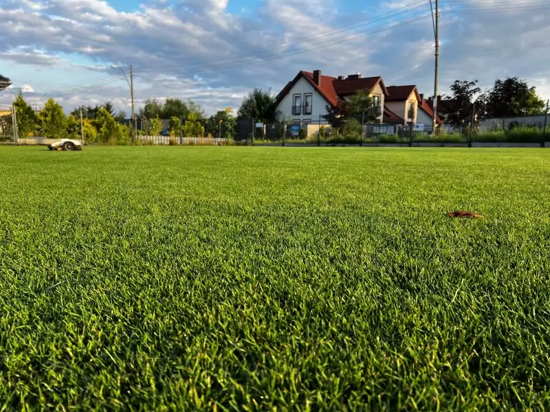 Jak zagęścić trawnik – czyli jak kosić i pielęgnować, żeby było zielono