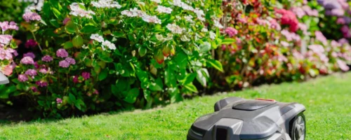 robotic lawn mower green grass Najczęstsze błędy w pielęgnacji trawnika